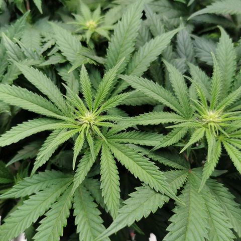 Cookies Kush #2 growlog timeline photo