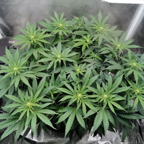 Cookies Kush #2 growlog timeline photo
