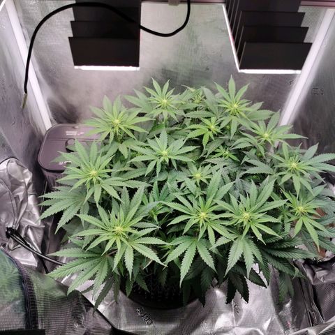 Cookies Kush #2 growlog timeline photo