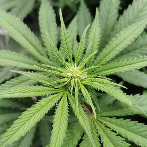 Cookies Kush #2 growlog timeline photo