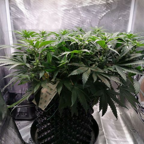 Cookies Kush #2 growlog timeline photo