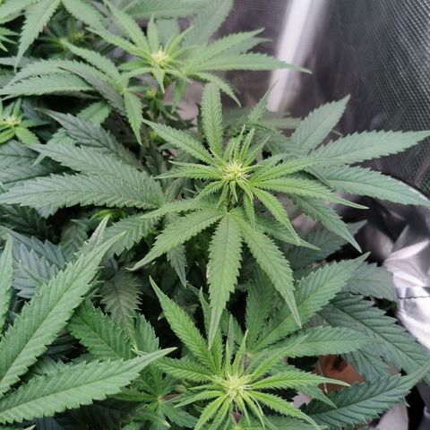 Cookies Kush #2 growlog timeline photo