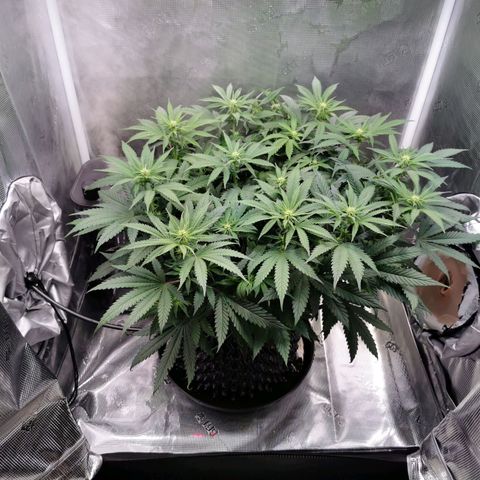 Cookies Kush #2 growlog timeline photo