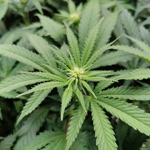 Cookies Kush #2 growlog timeline photo