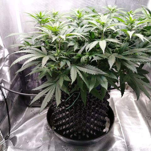 Cookies Kush #2 growlog timeline photo