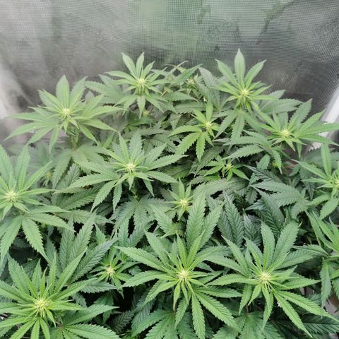 Cookies Kush #2 growlog timeline photo