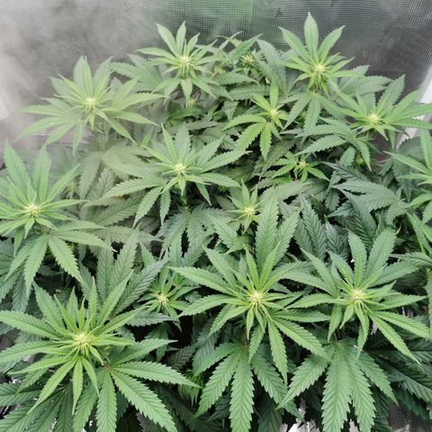 Cookies Kush #2 growlog timeline photo