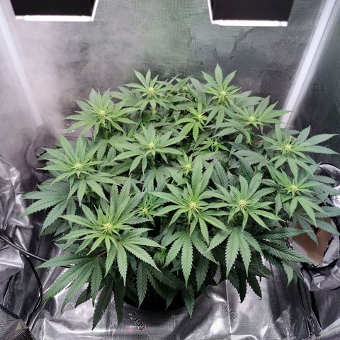 Cookies Kush #2 growlog timeline photo