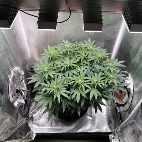 Cookies Kush #2 growlog timeline photo