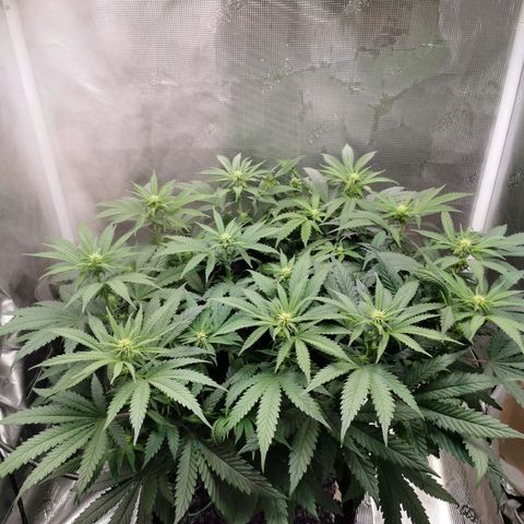 Cookies Kush #2 growlog timeline photo