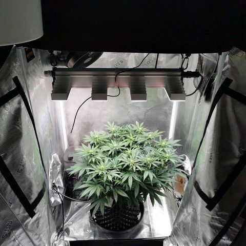 Cookies Kush #2 growlog timeline photo