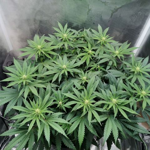 Cookies Kush #2 growlog timeline photo