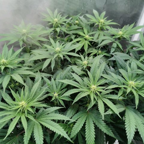 Cookies Kush #2 growlog timeline photo