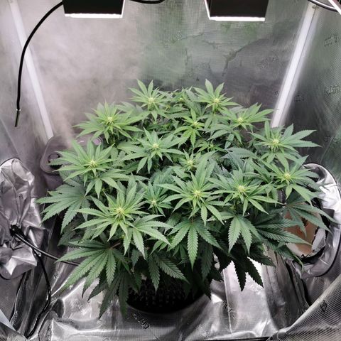 Cookies Kush #2 growlog timeline photo