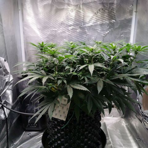 Cookies Kush #2 growlog timeline photo