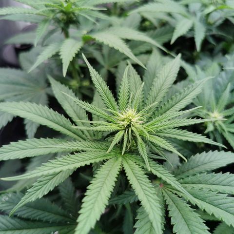 Cookies Kush #2 growlog timeline photo