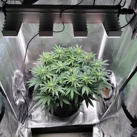 Cookies Kush #2 growlog timeline photo