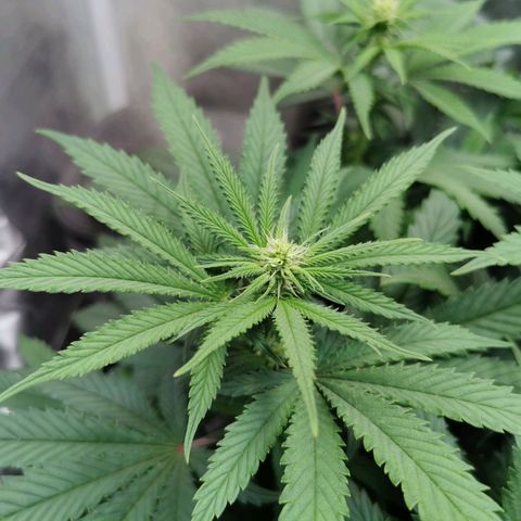 Cookies Kush #2 growlog timeline photo