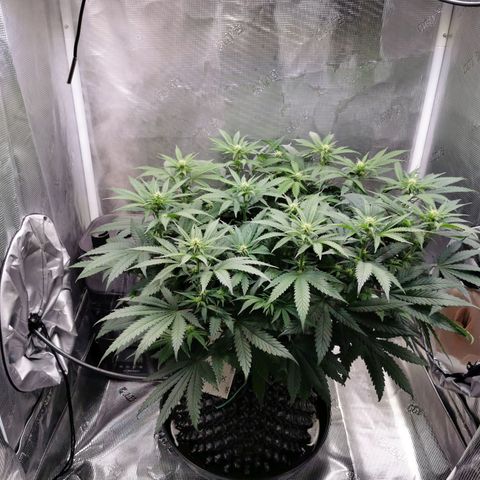Cookies Kush #2 growlog timeline photo