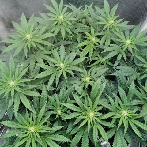 Cookies Kush #2 growlog timeline photo