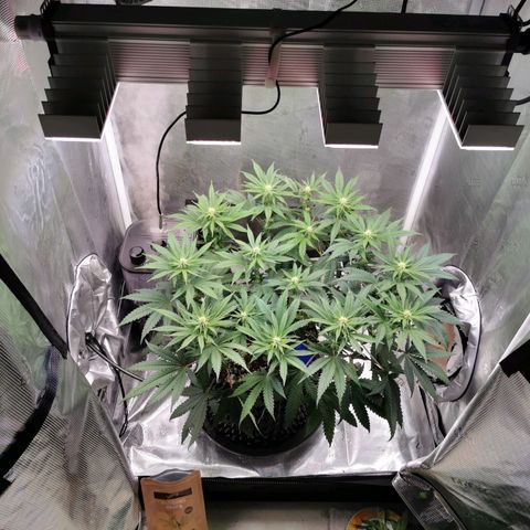 Cookies Kush #2 growlog timeline photo