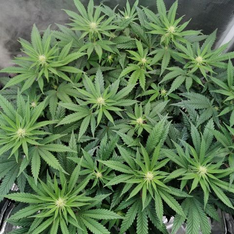 Cookies Kush #2 growlog timeline photo