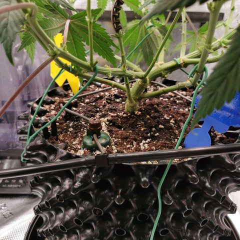 Cookies Kush #2 growlog timeline photo