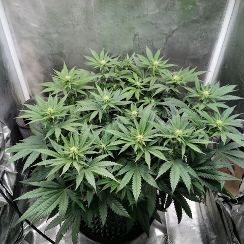 Cookies Kush #2 growlog timeline photo