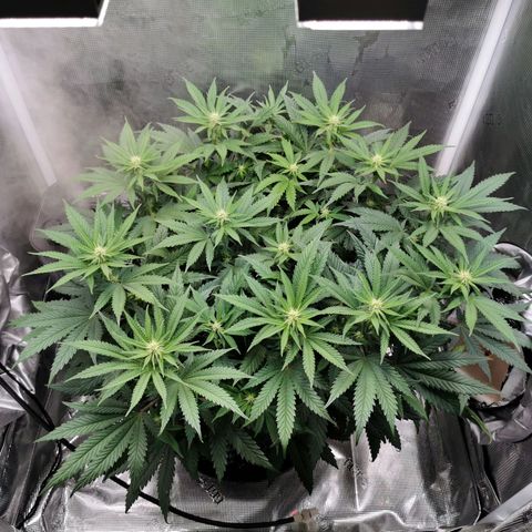 Cookies Kush #2 growlog timeline photo