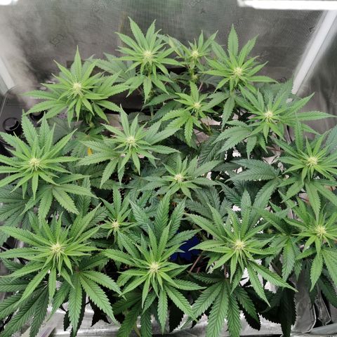Cookies Kush #2 growlog timeline photo
