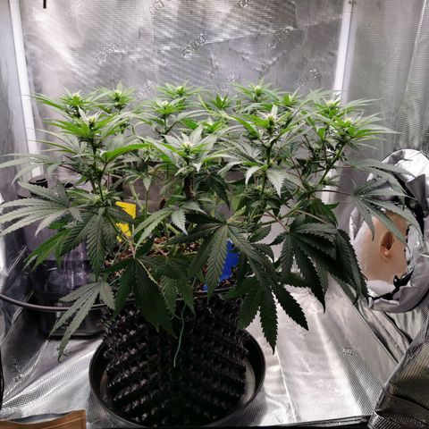 Cookies Kush #2 growlog timeline photo