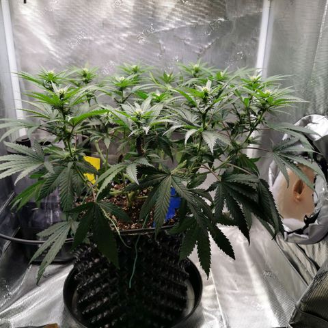Cookies Kush #2 growlog timeline photo