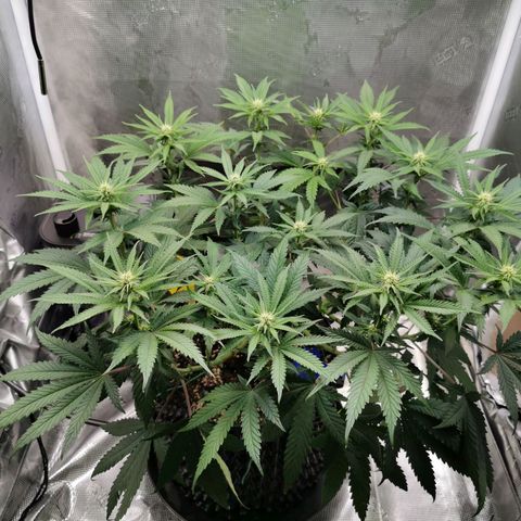 Cookies Kush #2 growlog timeline photo