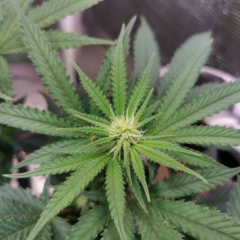 Cookies Kush #2 growlog timeline photo