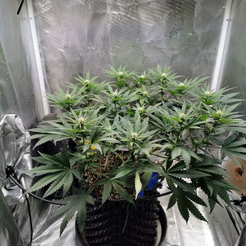 Cookies Kush #2 growlog timeline photo