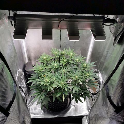 Cookies Kush #2 growlog timeline photo