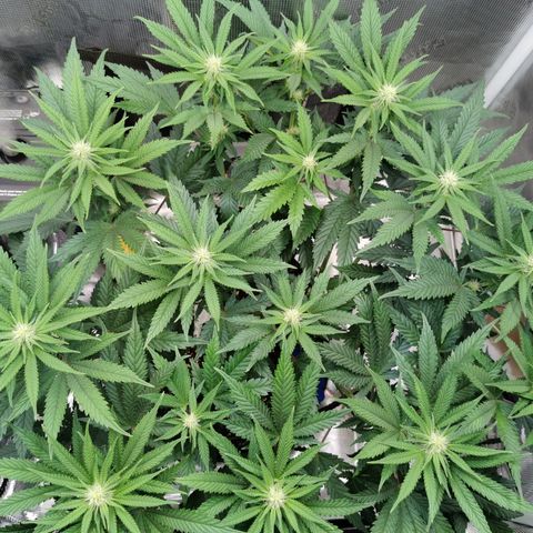Cookies Kush #2 growlog timeline photo