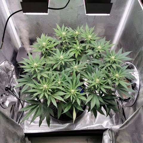 Cookies Kush #2 growlog timeline photo