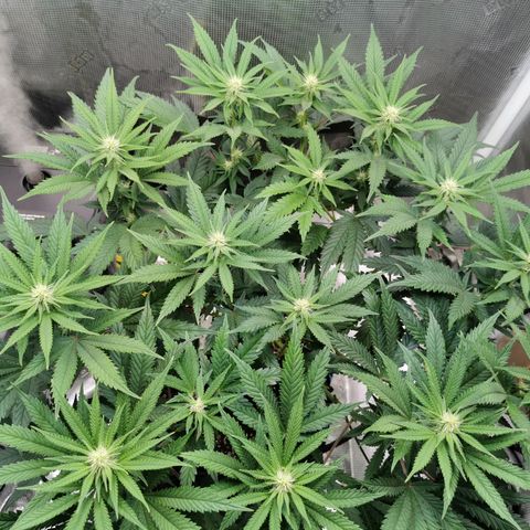 Cookies Kush #2 growlog timeline photo