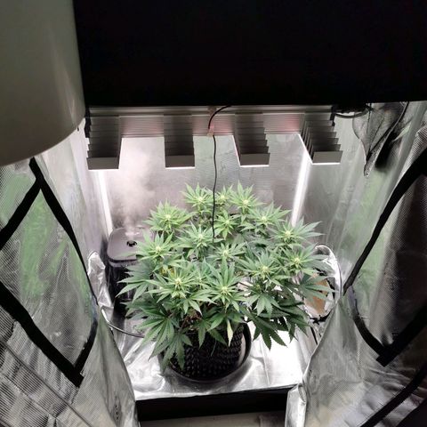 Cookies Kush #2 growlog timeline photo