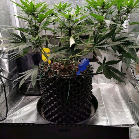 Cookies Kush #2 growlog timeline photo