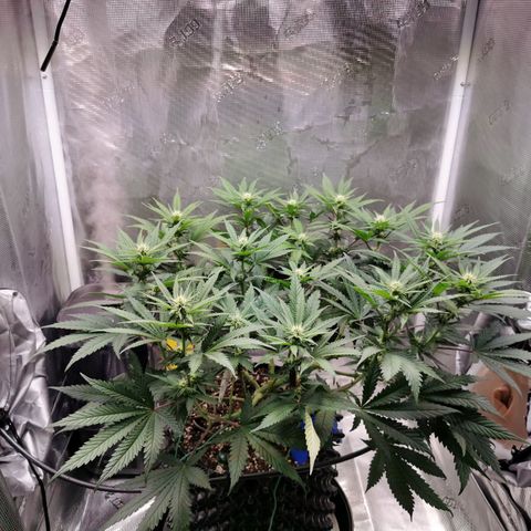 Cookies Kush #2 growlog timeline photo