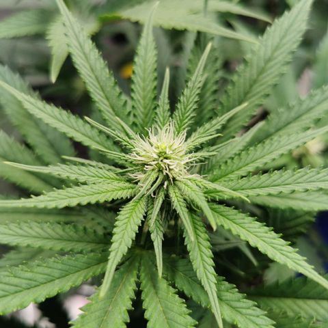 Cookies Kush #2 growlog timeline photo