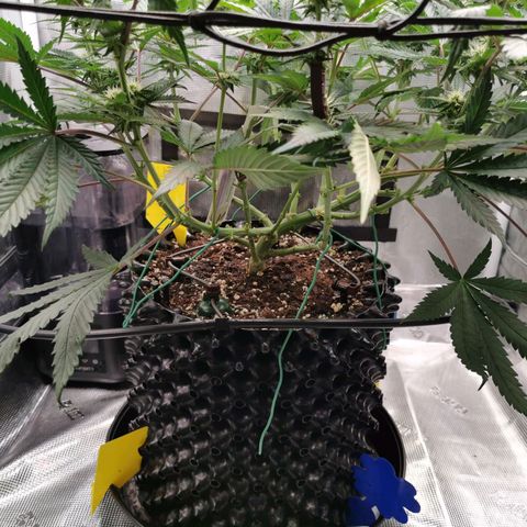 Cookies Kush #2 growlog timeline photo