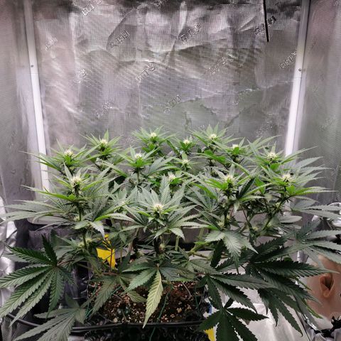Cookies Kush #2 growlog timeline photo