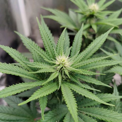 Cookies Kush #2 growlog timeline photo
