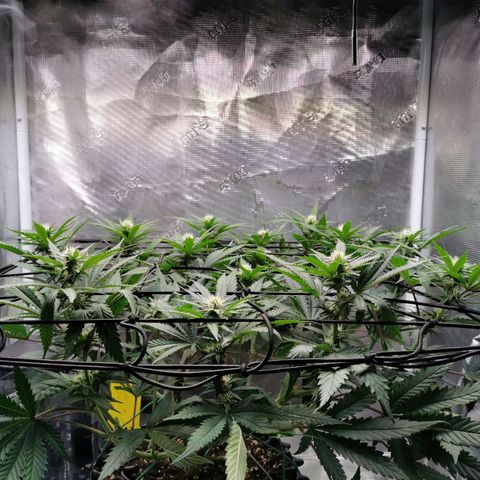 Cookies Kush #2 growlog timeline photo