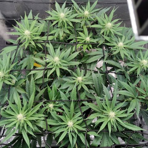 Cookies Kush #2 growlog timeline photo