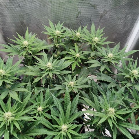 Cookies Kush #2 growlog timeline photo