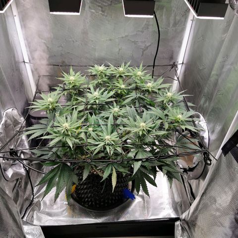 Cookies Kush #2 growlog timeline photo
